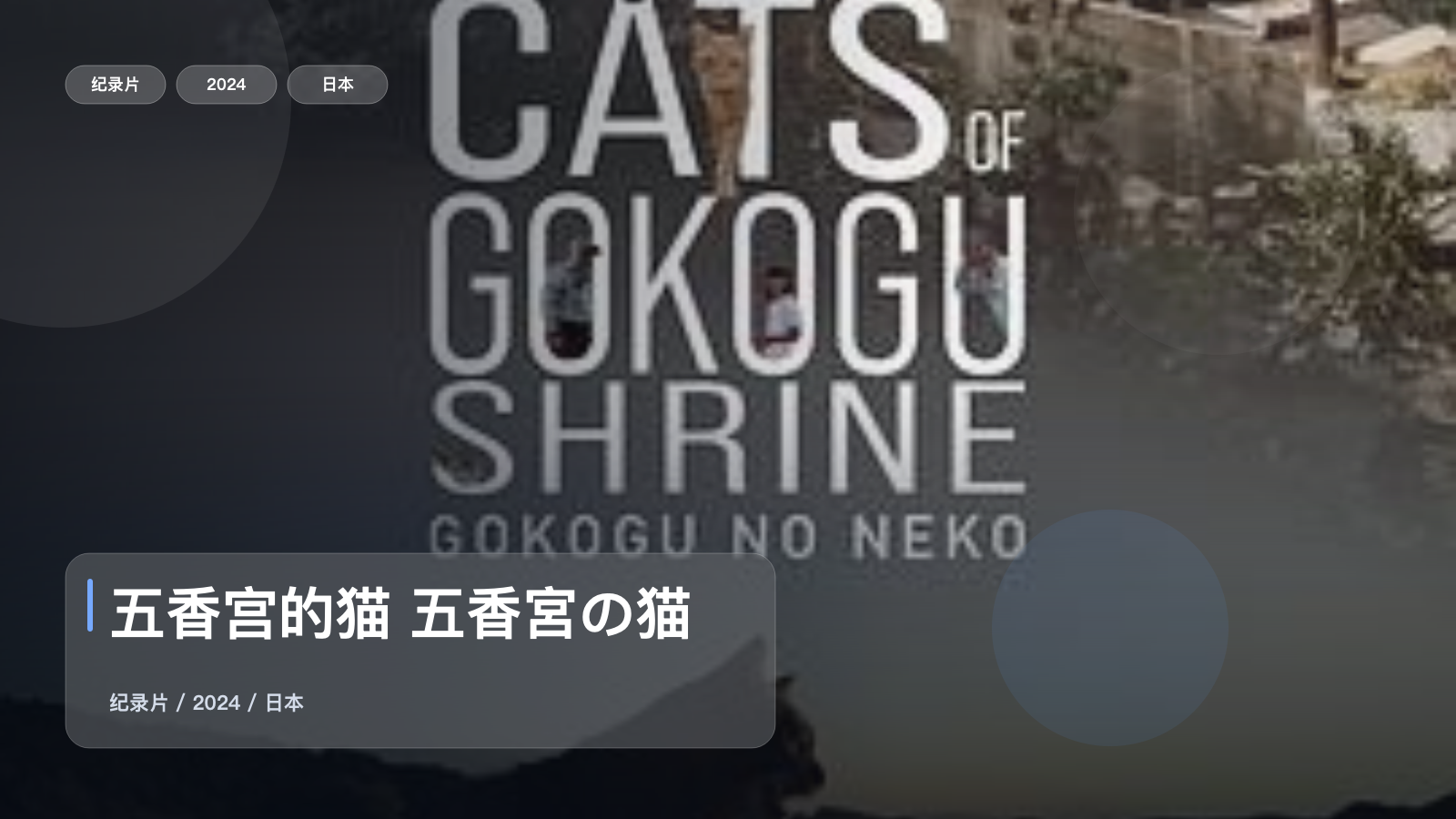 五香宫的猫 五香宮の猫